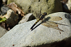 camp27 (252)_thumb.png